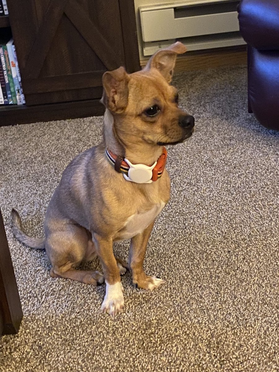 Why does my dog stop eating her food if I make eye contact with her? She dosen’t do this with treats ever, just her nightly dinner. Is she just a super weirdo? 🐶😆 #DogsOnTwitter #DogsofTwittter #Dogs #Chihuahua