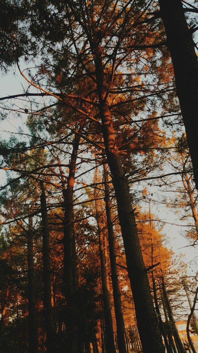 aperfectpumpkin's tweet photo. nature https://t.co/pIHiU1872L