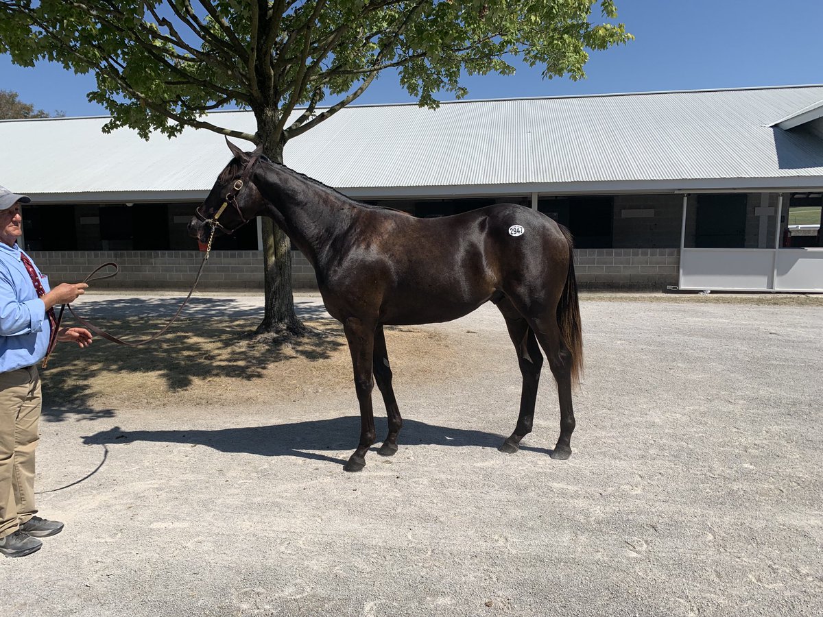 Kvonhemel's tweet photo. Purchased this beautiful Midnight Lute colt today at Keeneland for new client Eric Dawson https://t.co/AU8fTGYE5E