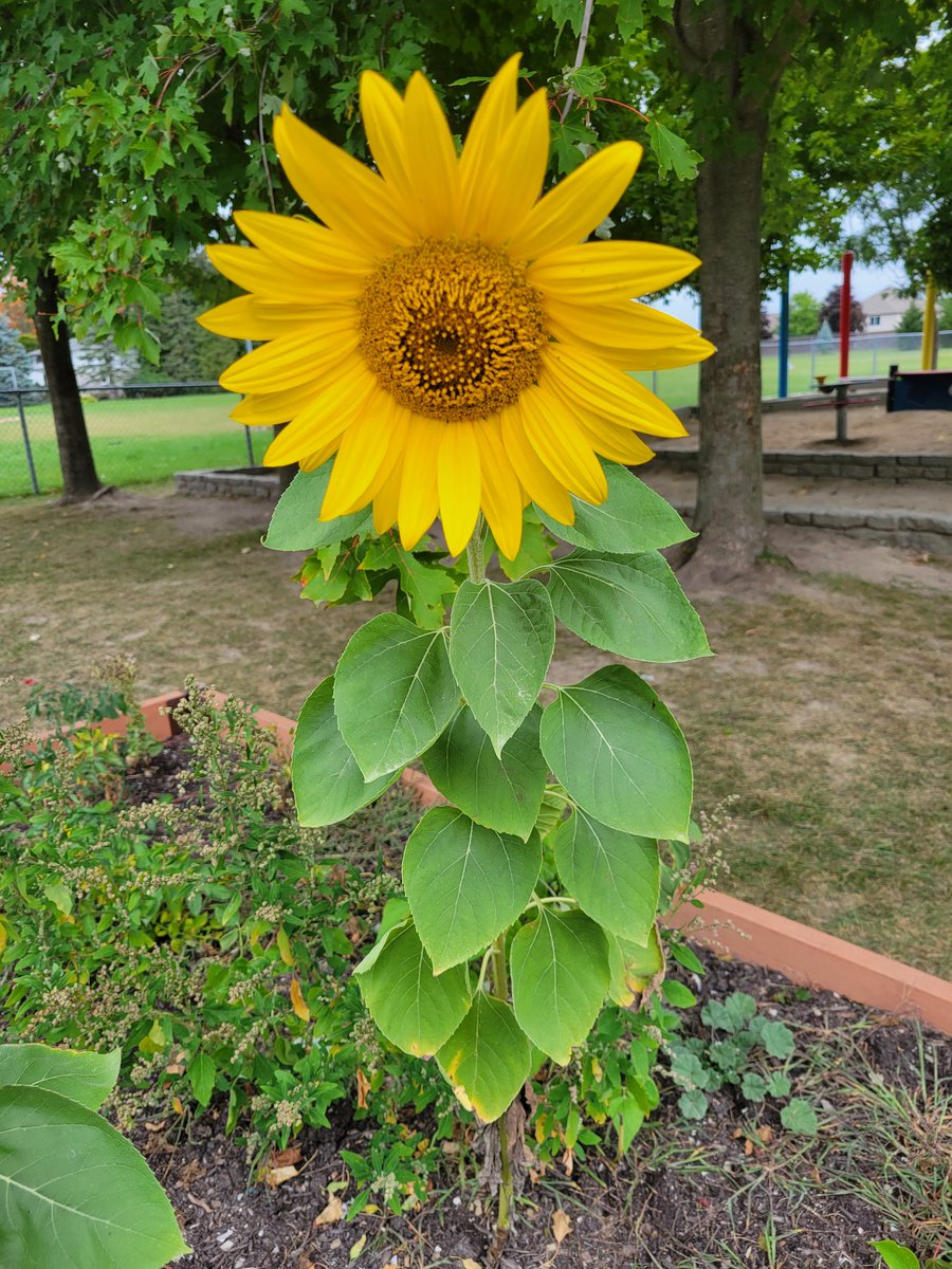 macinnav's tweet photo. These sunflowers planted by our Kindies last spring sure do brighten up our school yard. @welwrdsb https://t.co/AL9hAhwhdI