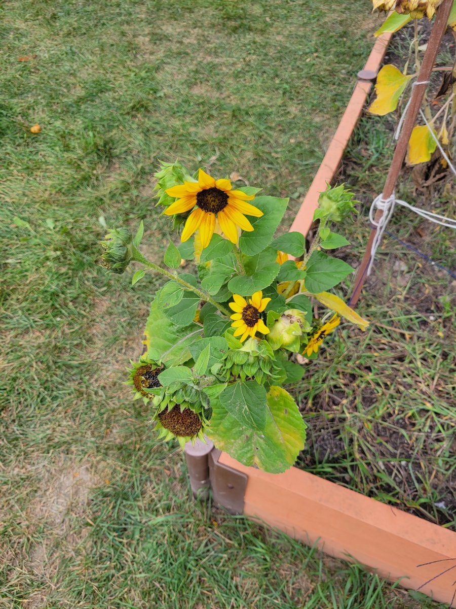 macinnav's tweet photo. These sunflowers planted by our Kindies last spring sure do brighten up our school yard. @welwrdsb https://t.co/AL9hAhwhdI