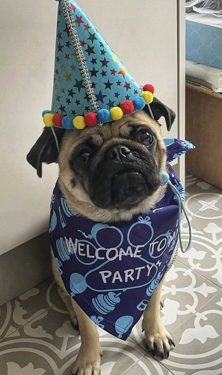 MandirasKitchen's tweet image. Happy 1st birthday to the youngest (and greediest) member of the MK family  - Lucky! I still have no idea how my bathroom shopping trip a few months ago ended up 2 hours later with bringing him home - must have been pure luck!! 
#pureluck #wegotlucky #foodlover #pugoftheday