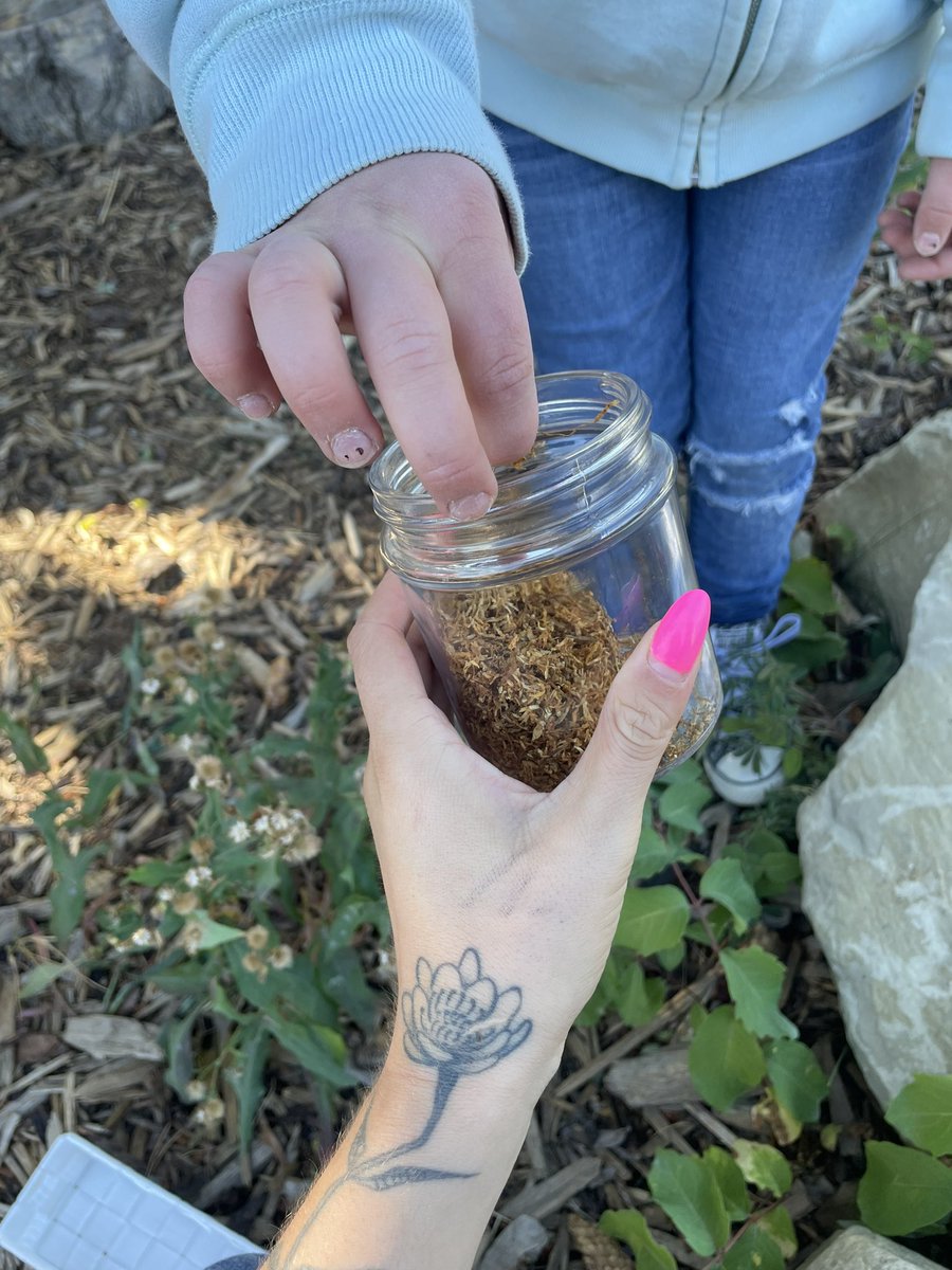 glendale_ardern's tweet photo. Went outside with the littles today, and offered Tobacco to give thanks to the land. Afterwards one of my students quietly came up to me and asked if she could also give an offering to the land. It was very special 🍂🍃 https://t.co/Jwi1RJCXjd