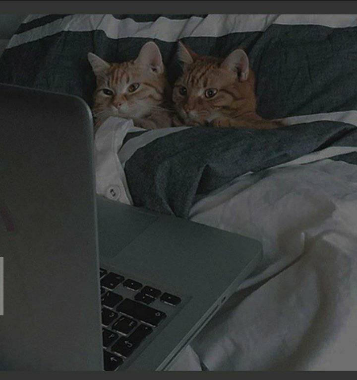 الـنِـسَـاء (@oniy4giris) on Twitter photo 