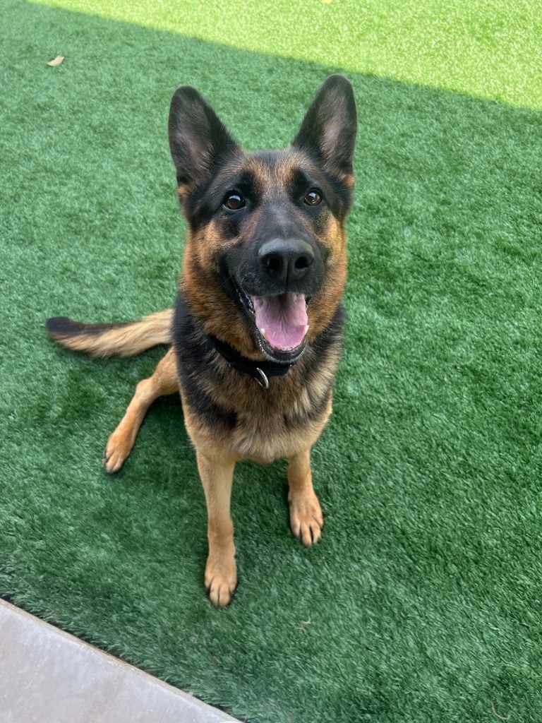 FindABuddyNYC's tweet image. Lady needs a loving home! petfinder.com/dog/lady-56542…