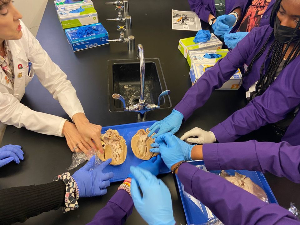STEAM_GEMS's tweet photo. These GEMS experienced Research Louisville at the @KYScience. They watched a live heart surgery, asked questions of the surgery team, had group sessions with nurses and doctors, examined a pig heart, and made prosthetic legs for stuffed animals. #futureSTEMINISTS https://t.co/HiJ0uoWywL