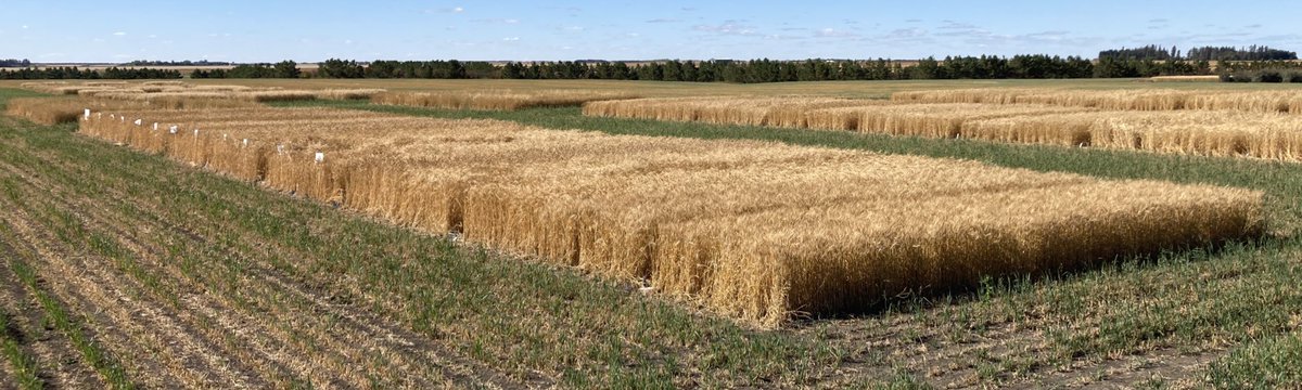 Sask_Agroforest's tweet photo. @raju_aafc the harvest of the historical wheat plots begins. https://t.co/JoSVdeCNhF