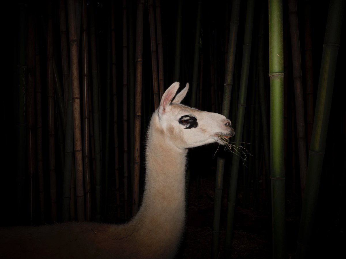 Gotta love doing a travel story in my own backyard and learning new things. This cutie lives at the Alpaca Treehouse in the Bamboo Forest. Read more by writer Mike Jordan at wsj.com