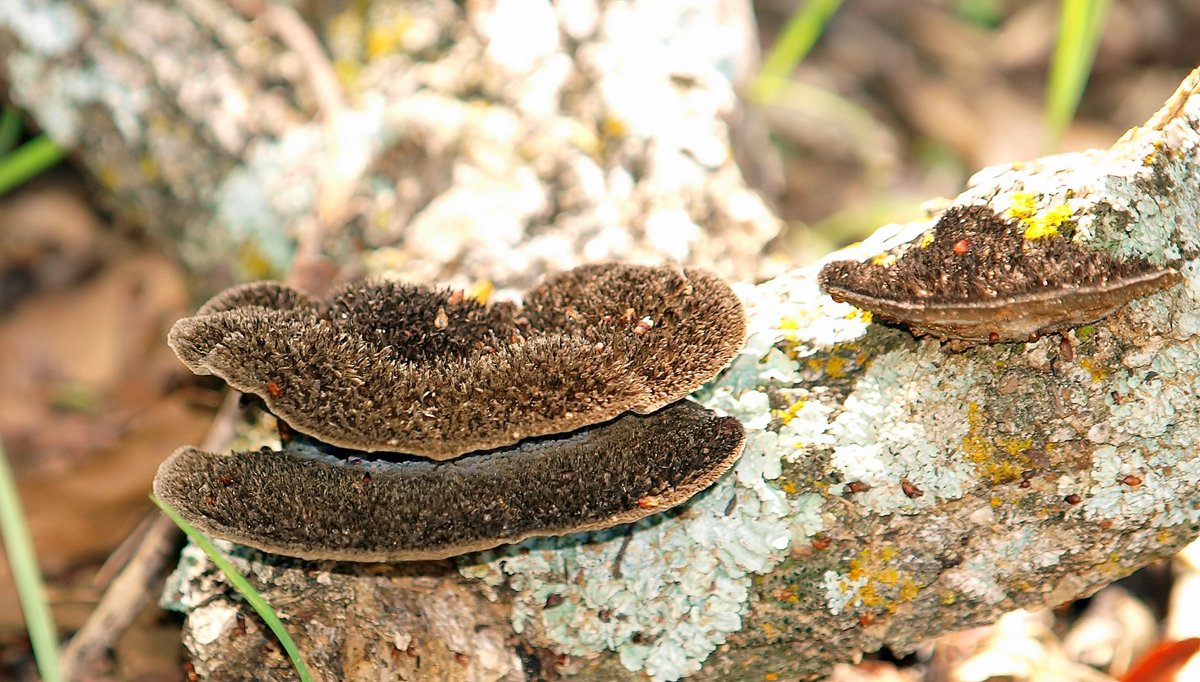 kala61857's tweet photo. Hairy Hexagonia
There was a rotting log on the ground that had several of these brown spikey fungi growing. Zoom in you can see how they got their name
Hairy Hexagonia (Hexagonia hydnoides)
https://t.co/hwQU3jezEK
#Fungi #NaturePhotography #NotEdible #NewSpeciesForMe https://t.co/TIkOL1NOz6