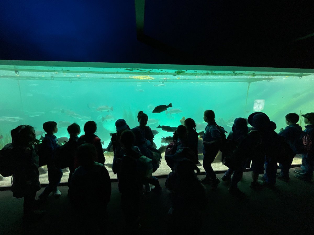 Stage 1 Ss had an extraordinary time at Sydney Zoo. They saw a variety of animals from all around the world &amp; learnt more about our Indigenous history &amp; culture. Thank you to all the incredible teachers &amp; SLSO’s who made the experience so fun &amp; enjoyable <a href="/MSiokos/">Marianne Siokos</a> <a href="/ddonatiello24/">Dianne Donatiello</a>