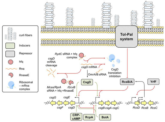 Pathogens_MDPI's tweet image. Gene Regulation of #Biofilm -Associated #FunctionalAmyloids, by Khushal Khambhati et al.

👉Full-Text mdpi.com/2076-0817/10/4…
