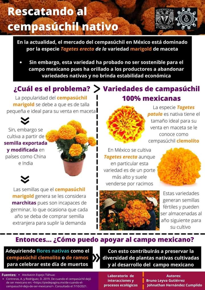 CPByCXochimilco's tweet photo. Este año sembramos cempasúchil con nuestros compañerxs de @SemilleroZXoch y  también en la chinampa de Atlapulco. La producción será para una casa de semillas y para su distribución con prioridad para los pueblos y barrios de Xochimilco así como con pueblos y barrios del Anáhuac https://t.co/R5zyRPI1eV