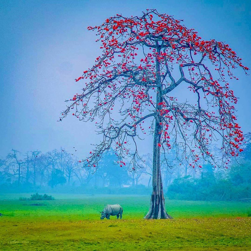 AjayWakade1's tweet photo. #WorldRhinoDay https://t.co/6SOjnFw3mP
