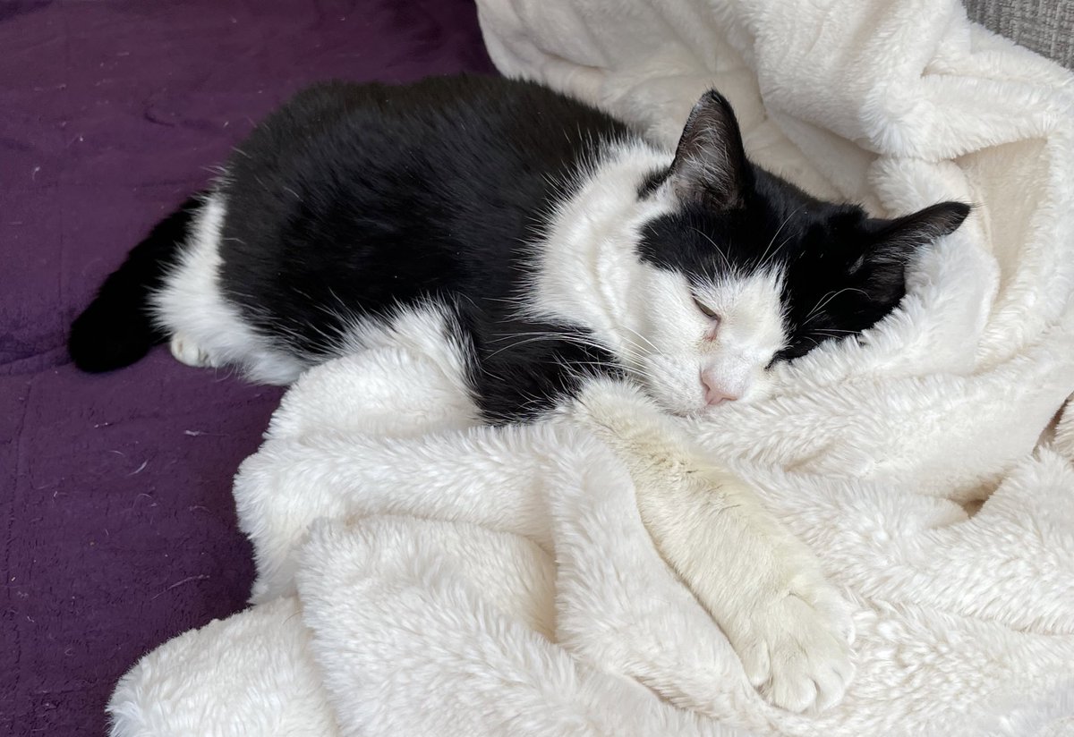 Nibbler_Cat's tweet photo. Not feeling great, but my blanket is cozy! https://t.co/ogCrifGtAZ