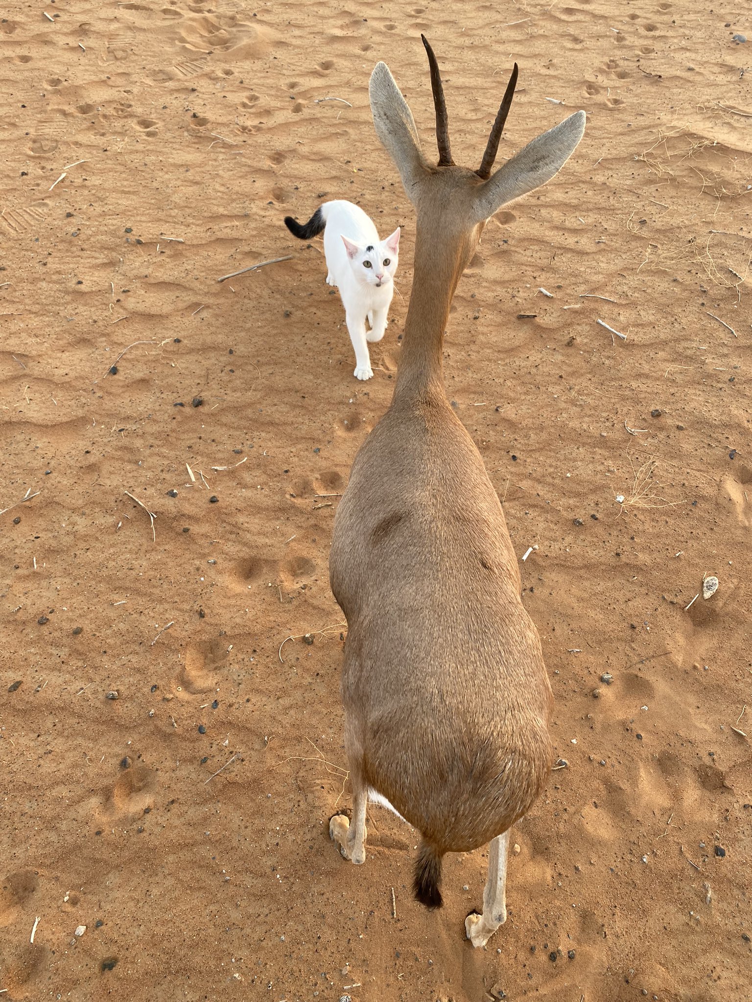 はなもも(hanamomo) on Twitter