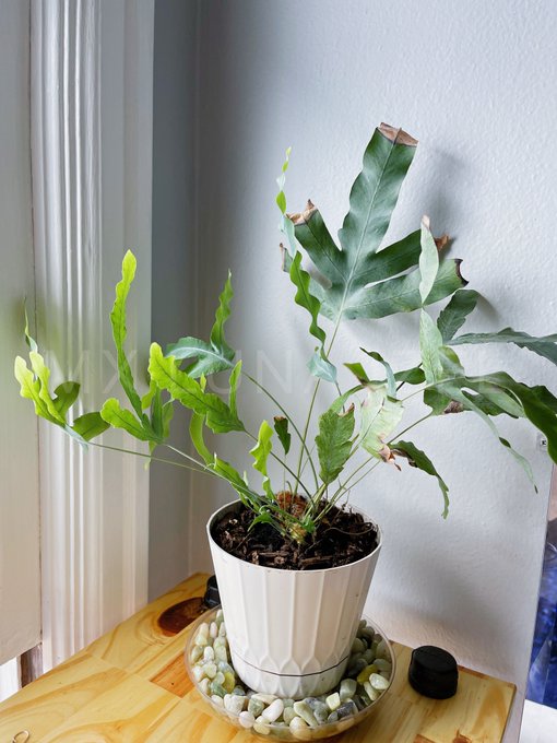 This is my rabbit foot's fern that I am very proud of and it was gifted by a very good toy. It's not