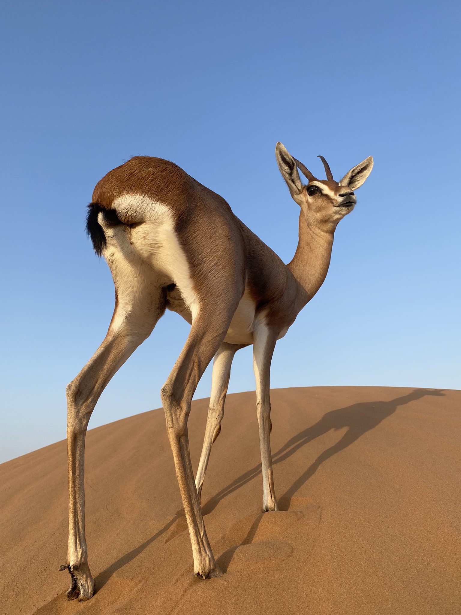 はなもも(hanamomo) on Twitter 