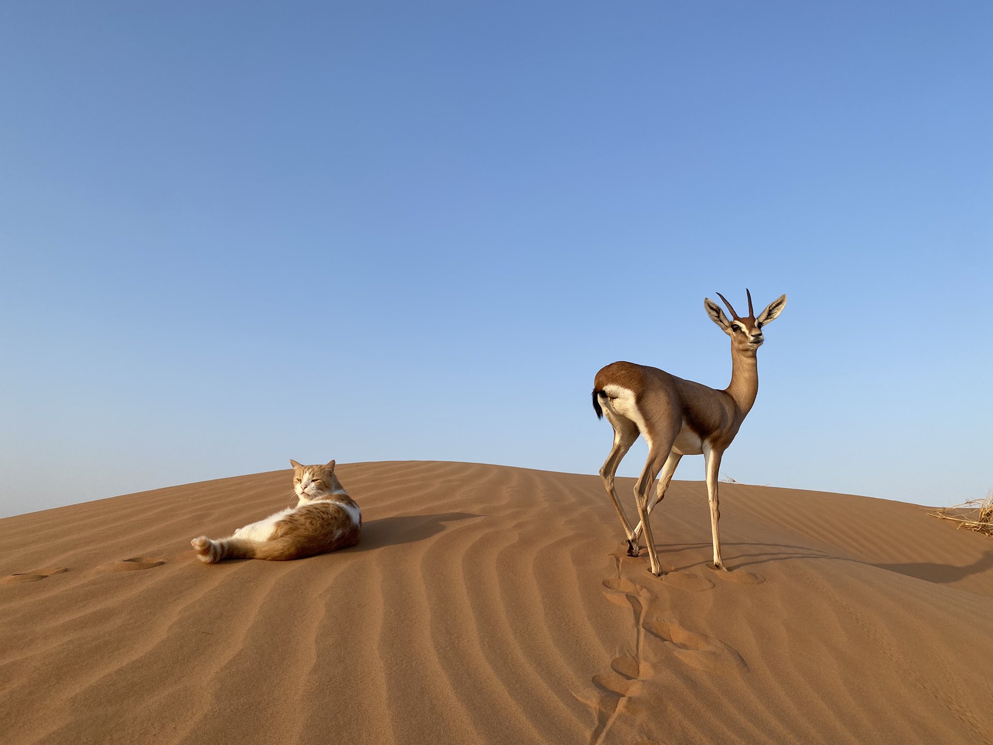 はなもも(hanamomo) on Twitter 