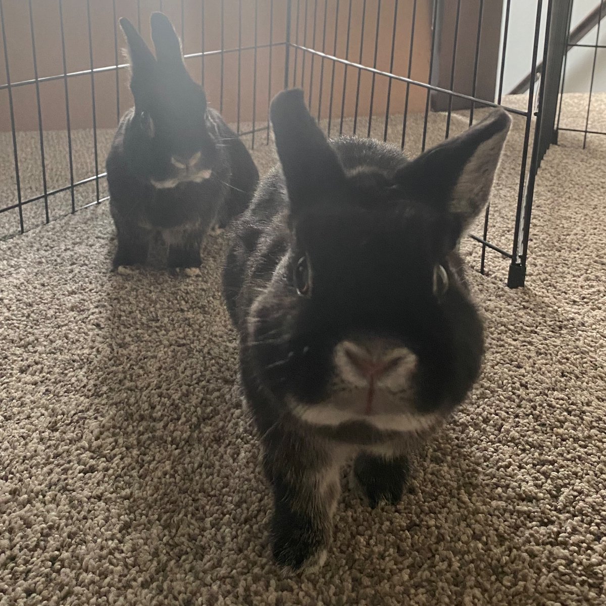 Almost every evening, you’ll find these two watching the sun set near the big window in the hallway. Cutest little bunny couple!
