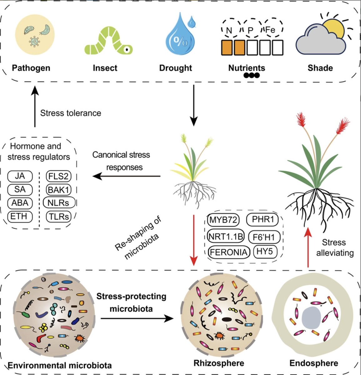 iMetaScience's tweet photo. This paper reviewed the genetic bases of the host-mediated reshaping of beneficial microbiota in response to biotic and abiotic stresses. and summarized the practical approaches linking microbiota changes and “functional outputs” in plants.
https://t.co/OxZ9Pmz6Ak https://t.co/Ftmlj0dl6g
