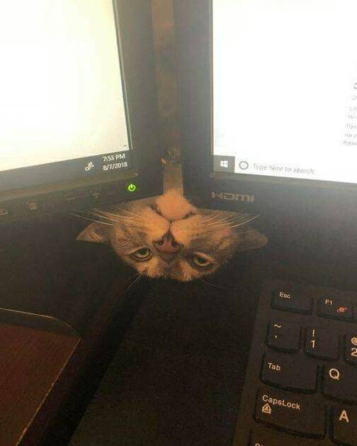 perrosyanimales's tweet photo. https://t.co/65CRZgTMbz