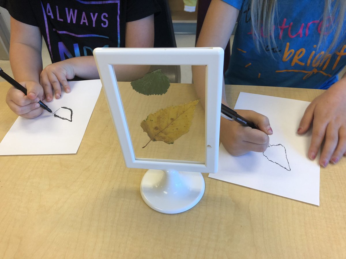 lkmaclean's tweet photo. Looking Closely like a Scientist. #scientificdrawing #lookingclosely #autumnleaves https://t.co/q3vmmcT3z4