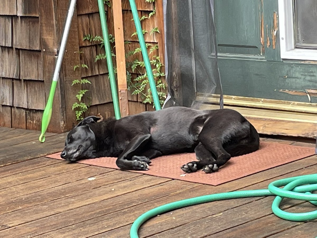 I likes to nap in de sun.  I has an outdoor bed, but it was squishy because of it rained last night. Momma tooks de picture an says I was whooofling in my sleep.