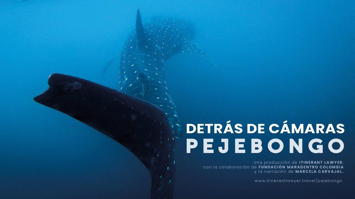 ItinerantLawyer's tweet photo. Falta poco para el estreno oficial de #Pejebongo y ya pueden ver el ´Detrás de cámaras´ de la realización de nuestro documental! Gracias a todos los que hicieron realidad este proyecto, que en pocas horas será exhibido al público en el @FestiverCol 👇
https://t.co/s2LQP4yBfG https://t.co/oRjEXEvnp9