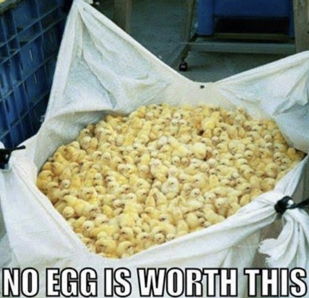 Vegan Future (@veganfuture) on Twitter photo 