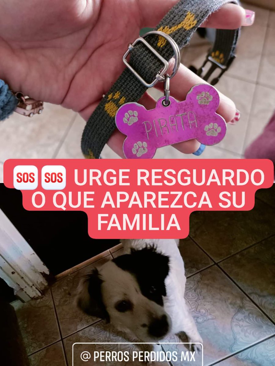 PrrosPerdidosMX's tweet image. 🆘URGE ALGUIEN QUE PUEDA RESGUARDAR 
#ENCONTRADA  ♀️ TIENE UNA PLACA CON EL NOMBRE #Pirata PERO NO TIENE TELÉFONO 
Tel de quien la encontró: 5547917978
En col. #Pensil #MiguelHidalgo #CDMX
21 #septiembre 2022