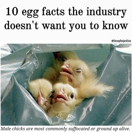 In the cruel egg industry, male chicks are commonly suffocated or ground up alive. Don't eat eggs. #GoVegan