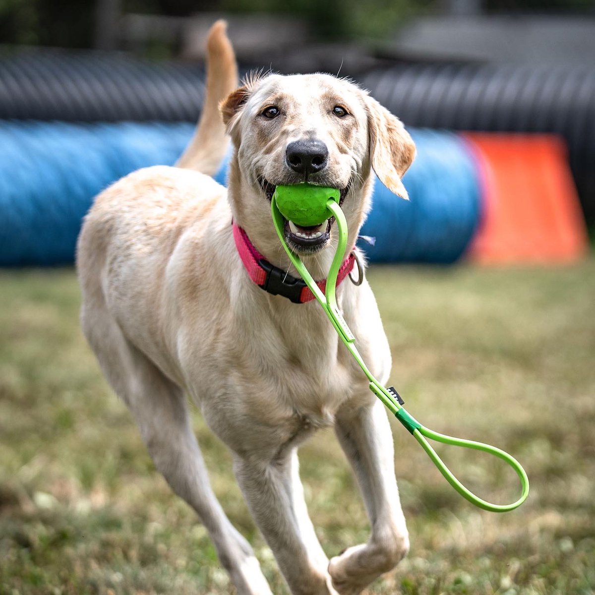 PennVetWDC's tweet photo. #pennvetworkingdogcenter #pennvetwdc #pvwdc #polly_pvwdc #millpondretrievers #workingdogintraining #futureworkingdog #labradorretriever #workinglab #yellowlab https://t.co/ujGkMmkUlk