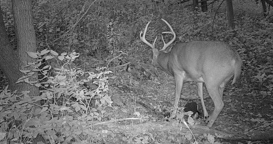 T-minus 10 days until bow season!! Who else is as excited as us?

Here are a few snapshots from some of Jay’s and Briar’s trail cams!

#DING