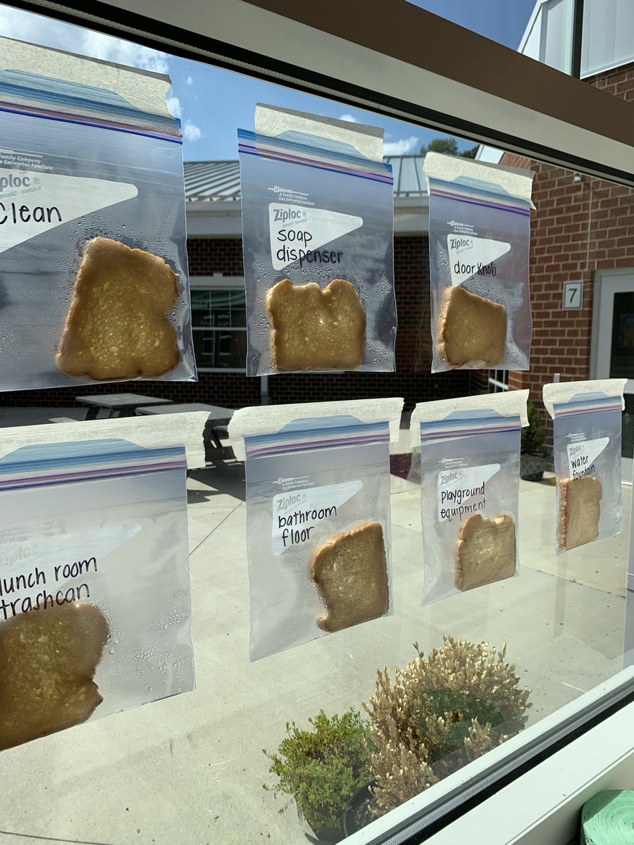 KatyLange's tweet photo. 🦠 Germs experiment to introduce the scientific method!
Started with a question then brainstormed locations in the school they believed would be dirty. Students rubbed bread in 6 locations and kept a control piece. Here they are making observations 📝 @ReamsRams #oneccps https://t.co/NJkSICwolZ