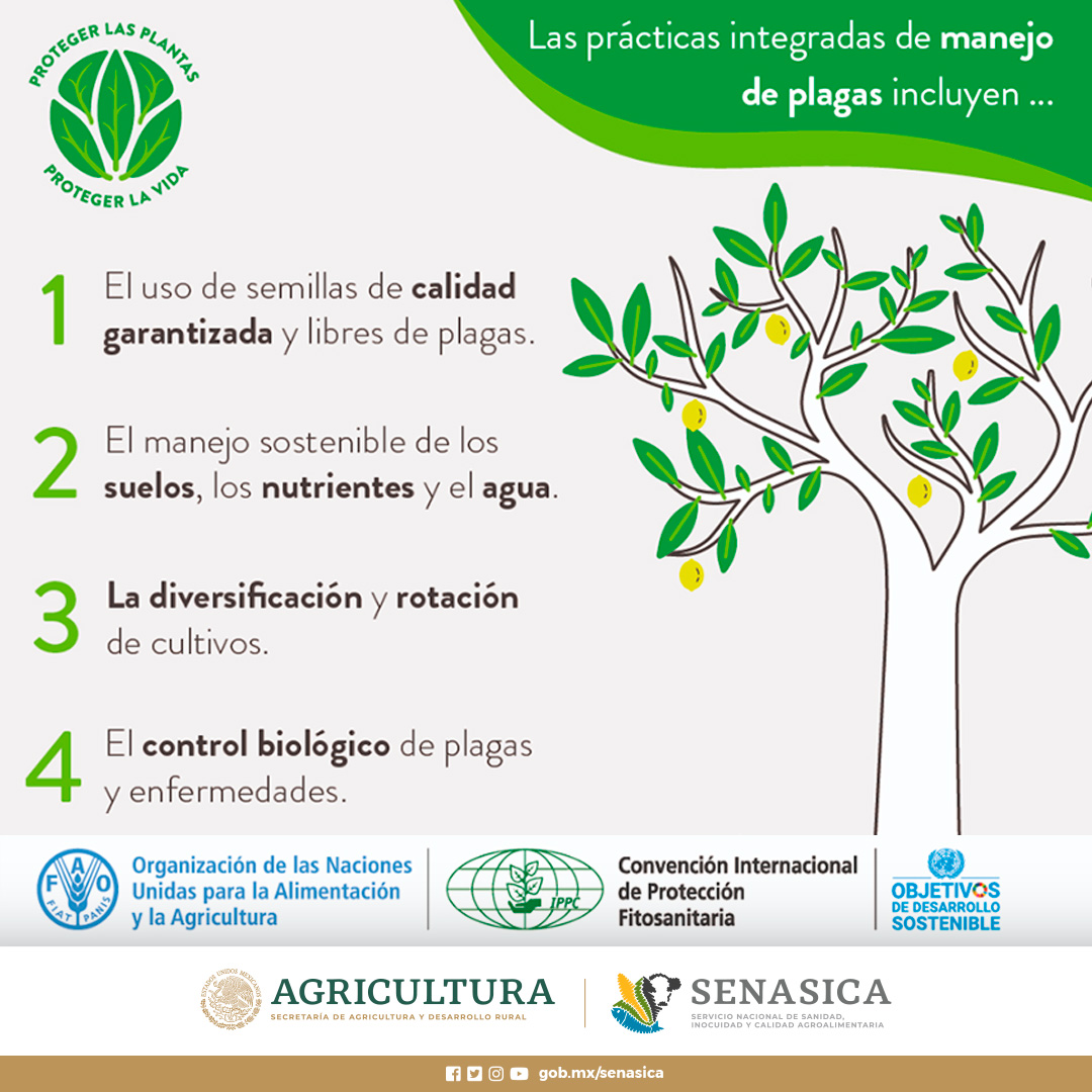 SENASICA's tweet photo. Proteger la salud de las plantas 🌱es clave para combatir el cambio climático y proteger a los consumidores  ¡Salva las plantas, salva el planeta! 🌎💚
¡Compártenos una foto de tu cultivo o plantas saludables con el hashtag #planthealth!
#sanidadvegetal https://t.co/3p8IjJriR9
