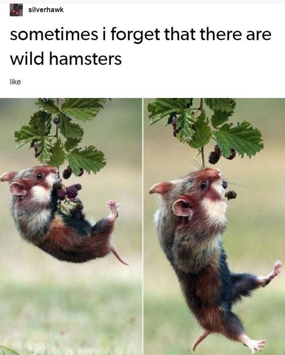 WholesomeMemes tweet media