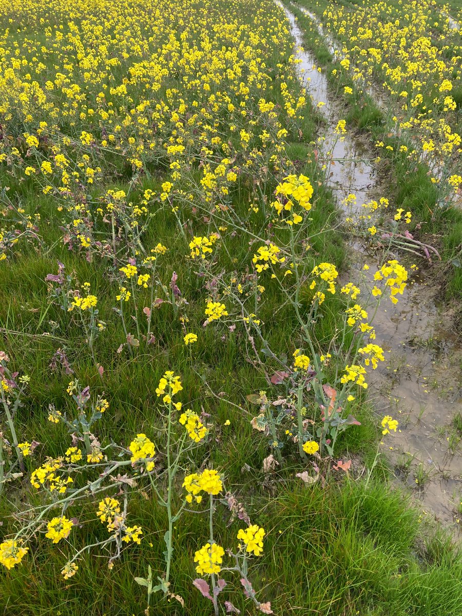 Sam Shields tweet media