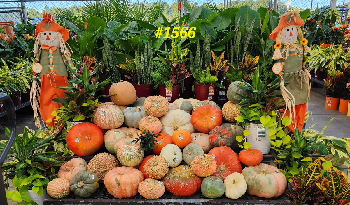 Tracey78696997's tweet photo. Fall display challenge 2022 cont.
@CongerJared @JBBailey9 @BenitoKomadina @JoeMcFarland_ @BoltzBill https://t.co/Iqvr1TY6n9