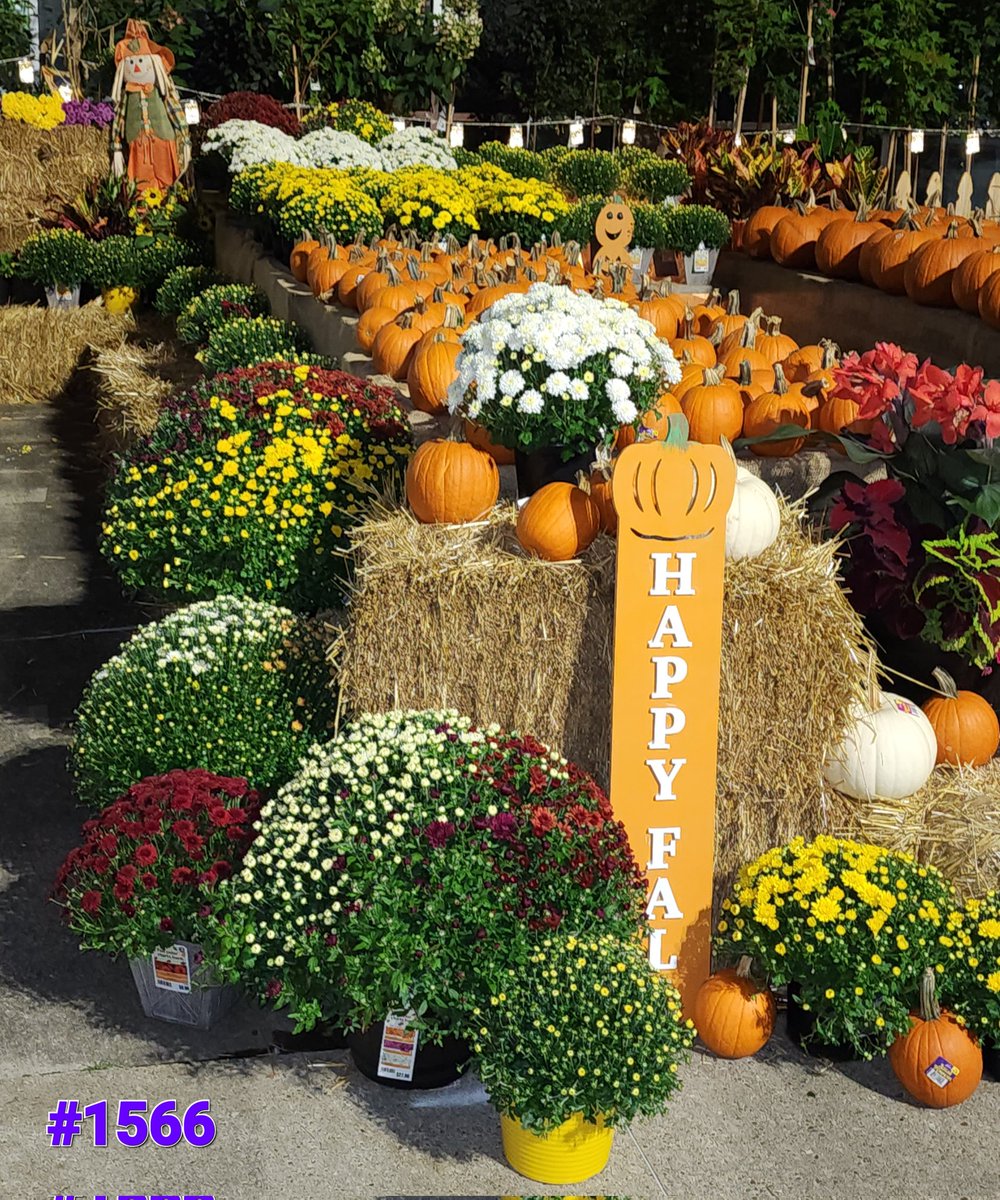 Tracey78696997's tweet photo. Fall display challenge 2022 cont.
@CongerJared @JBBailey9 @BenitoKomadina @JoeMcFarland_ @BoltzBill https://t.co/Iqvr1TY6n9
