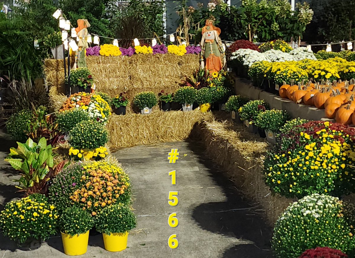 Tracey78696997's tweet photo. Fall display challenge 2022 cont.
@CongerJared @JBBailey9 @BenitoKomadina @JoeMcFarland_ @BoltzBill https://t.co/Iqvr1TY6n9