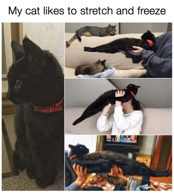WholesomeMeme's tweet photo. https://t.co/lEnxPN9RS0