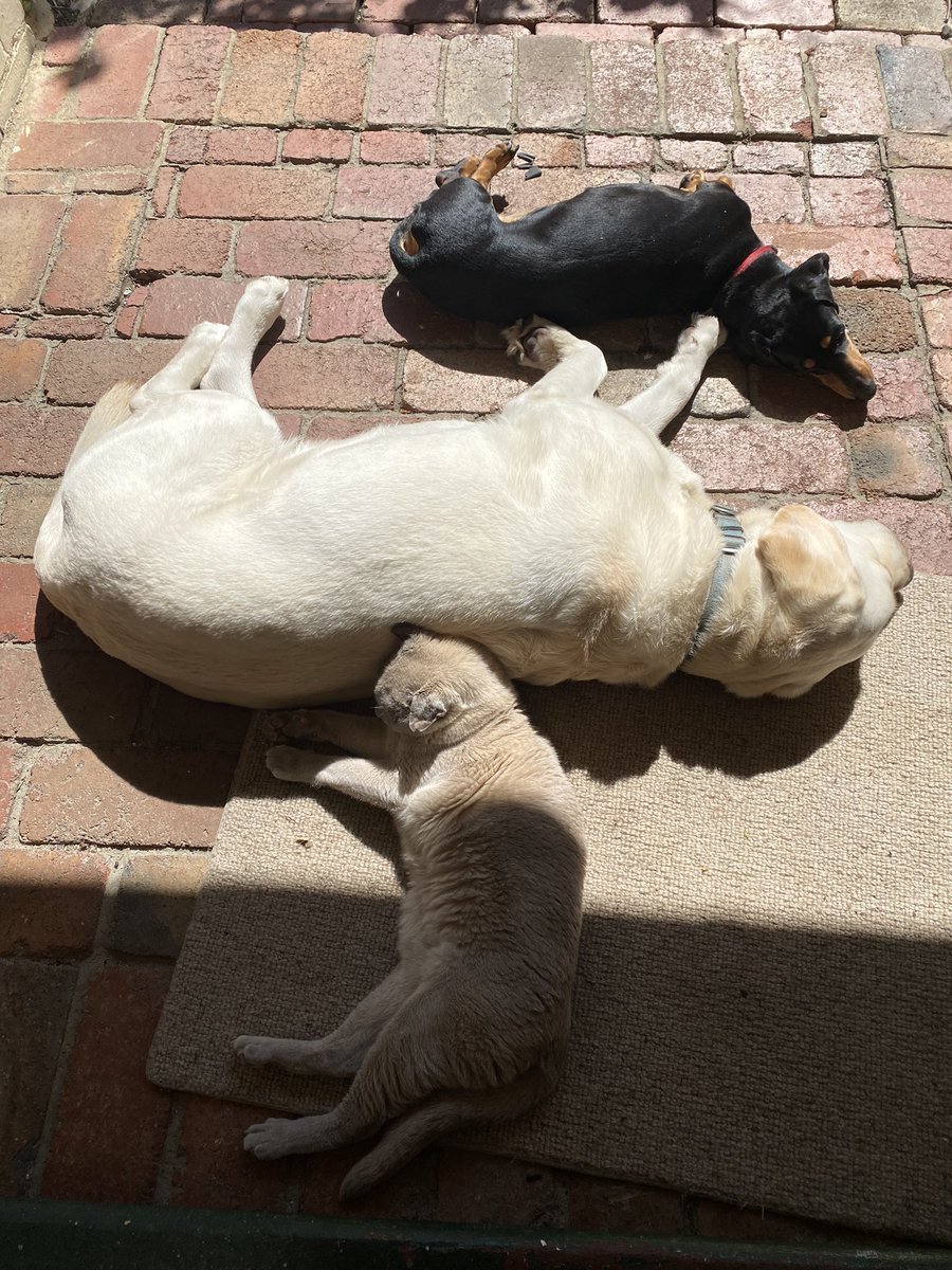 LisaMBrophy's tweet photo. The #petsoflatrobe really needed a day off https://t.co/Pn5Qx3zUVK