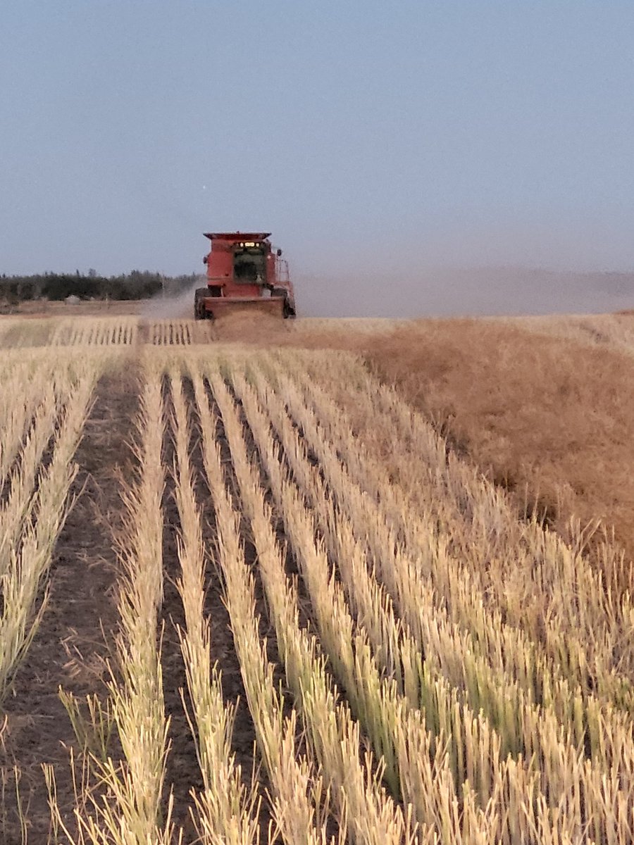 Page__Newton's tweet photo. #harvest22 @CoreAgInputs #TruFlex #canola trial @2Karterk - some of the best dryland yields I've seen so far this year! #bushelup #westcdnag https://t.co/Gpb4YpcEHP