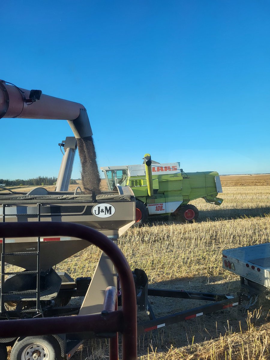 Page__Newton's tweet photo. #harvest22 @CoreAgInputs #TruFlex #canola trial @2Karterk - some of the best dryland yields I've seen so far this year! #bushelup #westcdnag https://t.co/Gpb4YpcEHP