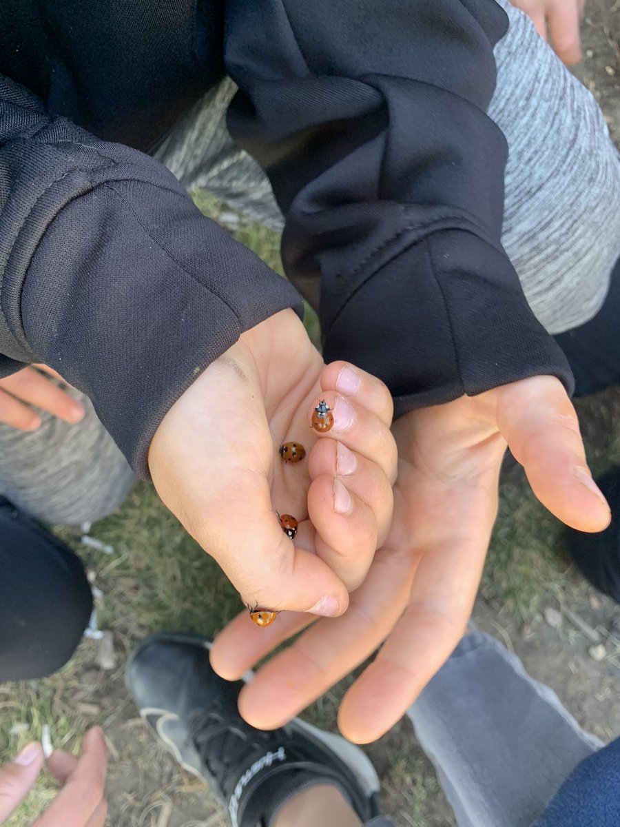 MrsEnglishCDA's tweet photo. When a student offers a younger peer a handful of lady bugs to cheer him up at recess supervision… kindness comes in all shapes and sizes! @NorthcottRVS #rvsed https://t.co/ErjCnJ1Alc
