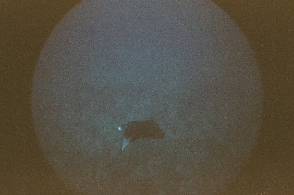 dinajanidya's tweet photo. Berhasil motreeeet Mantaaa 💙
#filmneverdie 
-
Kodak gold 200 - cam: Lomofisheye 2.0
Devscan @hipercatlab #Hipercatlab  

From this                          to This https://t.co/4SpltikJ9i