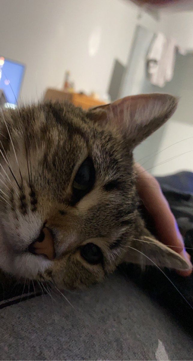 cody8533's tweet photo. Here are 4 photos of lily she liked https://t.co/vuqee54d4P