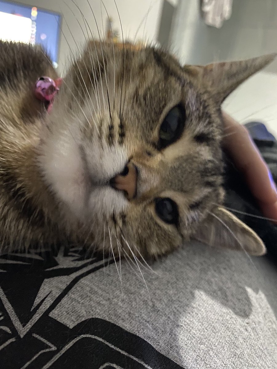cody8533's tweet photo. Here are 4 photos of lily she liked https://t.co/vuqee54d4P