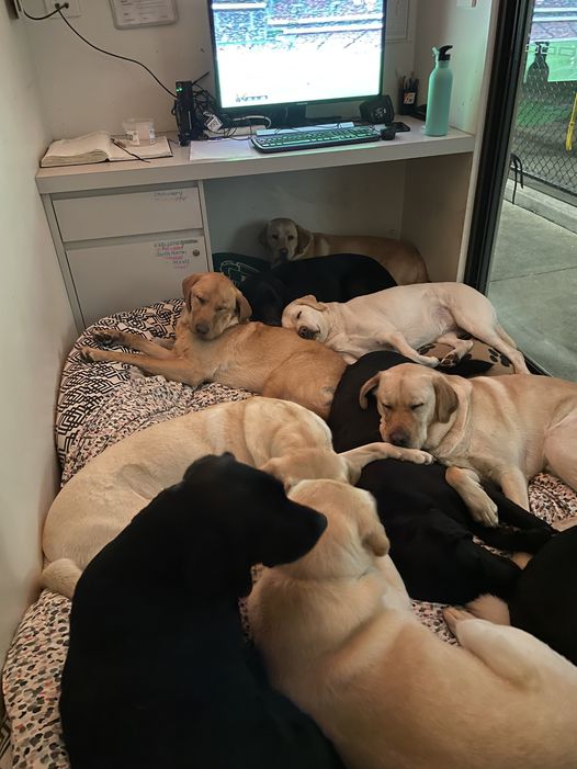 GuideDogsAUS's tweet photo. It's @AFL footy finals weekend, but we had a tough crowd to please at GDV! Our pups who are in for assessment chose to catch up on some😴during last week's nailbiting match between @sydneyswans and @CollingwoodFC - getting some well-deserved rest before the hard work begins! https://t.co/YW6Ei9CoFX