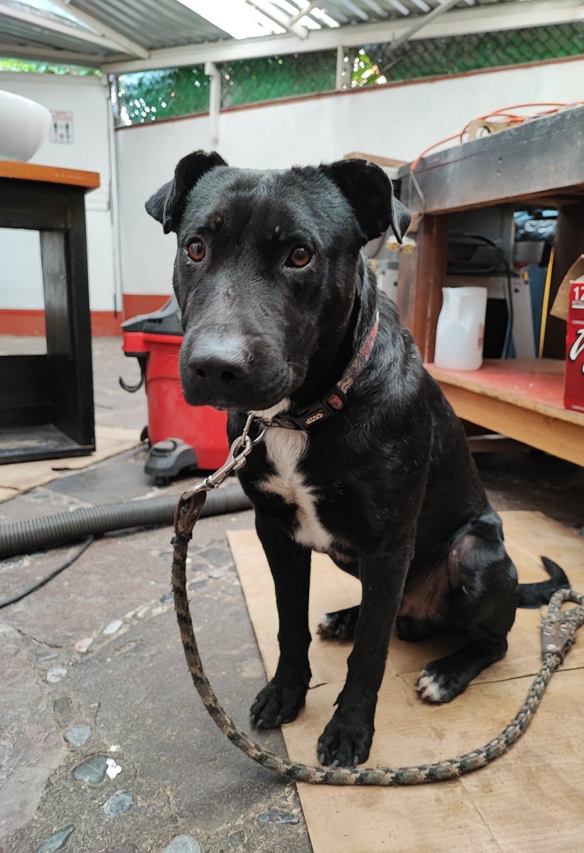 grabi25_'s tweet photo. #RT #Encontrado 20/09/22 Col.Tizapán,San Ángel #ÁlvaroObregón #CDMX macho,sin placa. Clínicamente sano,desparacitado y vacunado de rabia. Urge quien le pueda brindar un hogar. #SOS @UbicapetMexico @Animales_CDMX @AAnimalistas @RescateAnimal @GarraAmor @oportunican @VIBRAmascotas https://t.co/ahHGq8DHR1